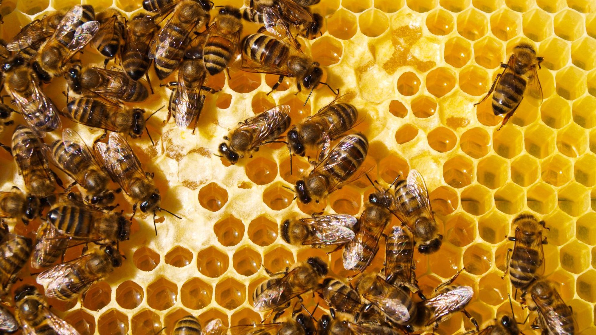 bees on a honeycomb